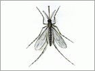Komár pisklavý