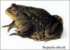 Ropucha obecná